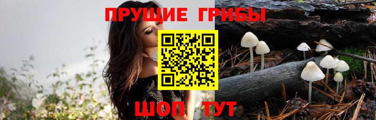 Псилоцибиновые грибы Cubensis  Галлюциногенные грибы Cubensis  Вход с VPN  Реж 